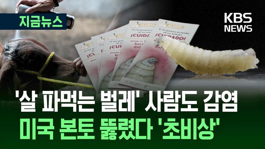 미국에서 “신세계 나사벌레” 인간 감염자 첫 사례 등장.jpg_3.jpg