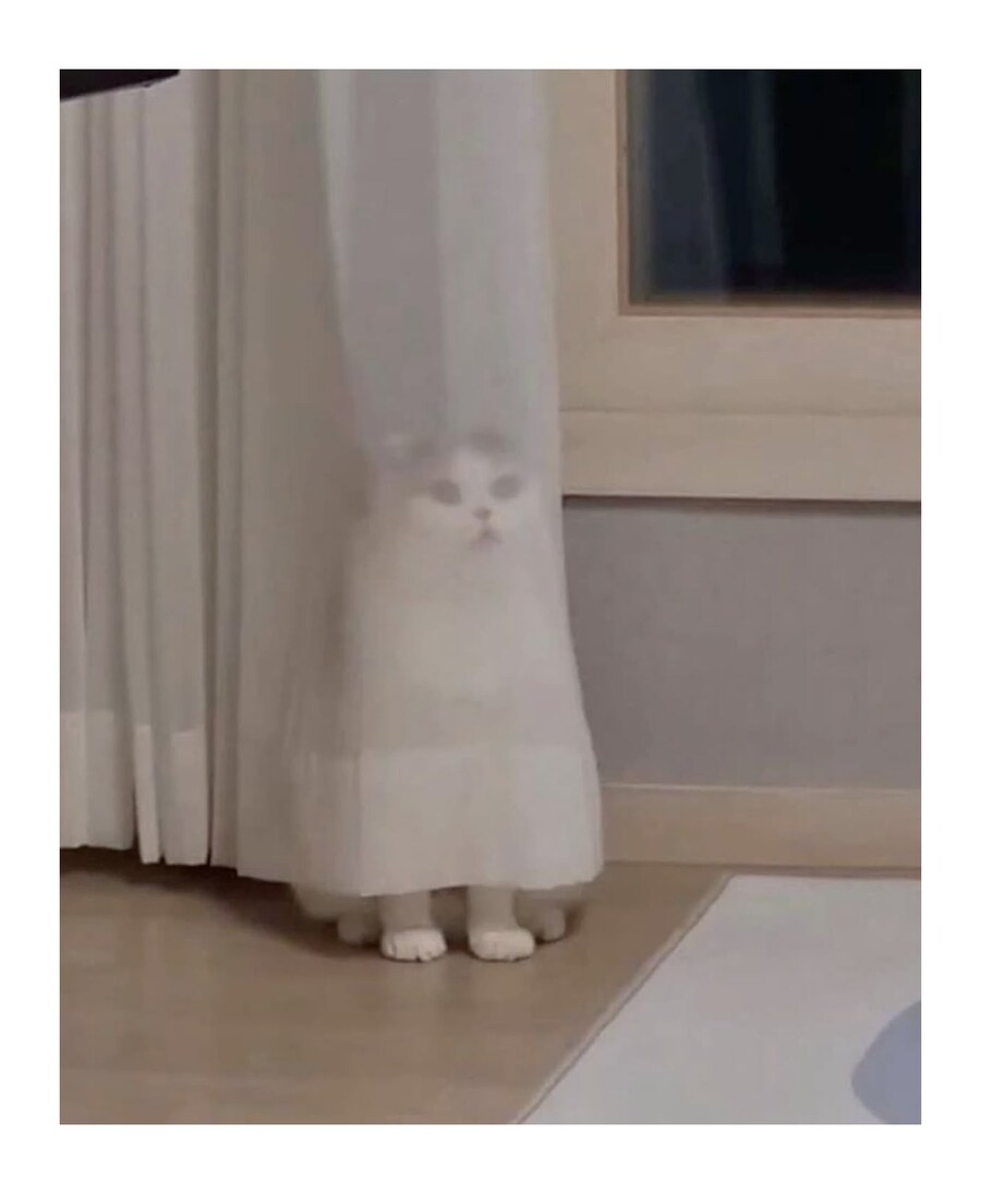 커튼 뒤에 숨은 고양이_2.jpg