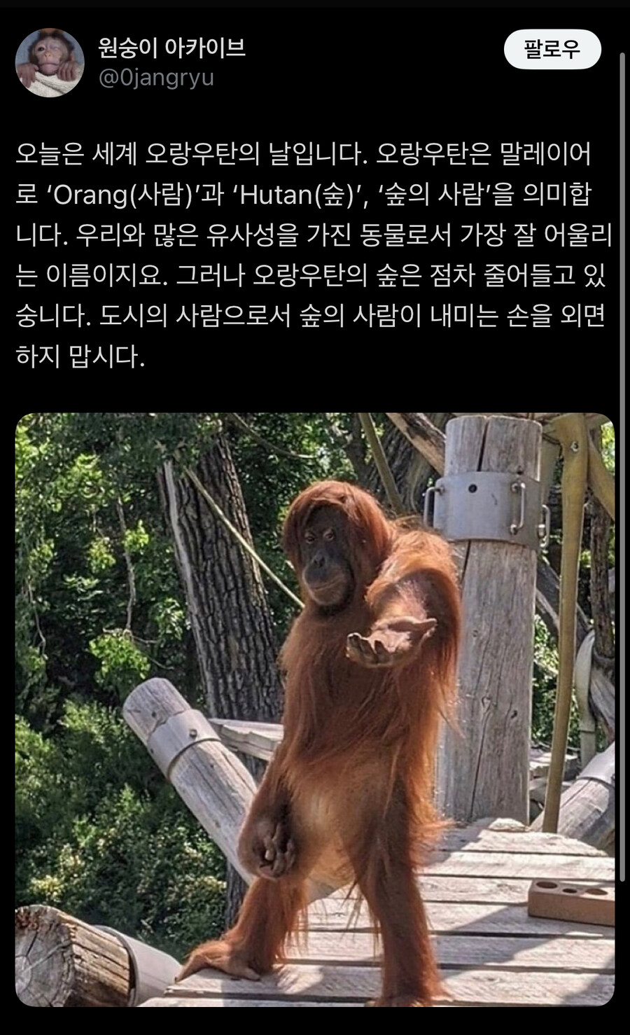오링우탄의 뜻_1.jpg