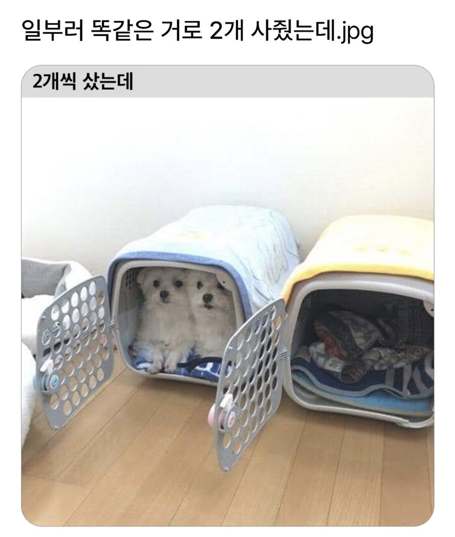 일부러 두개씩 사줬는데_1.jpg