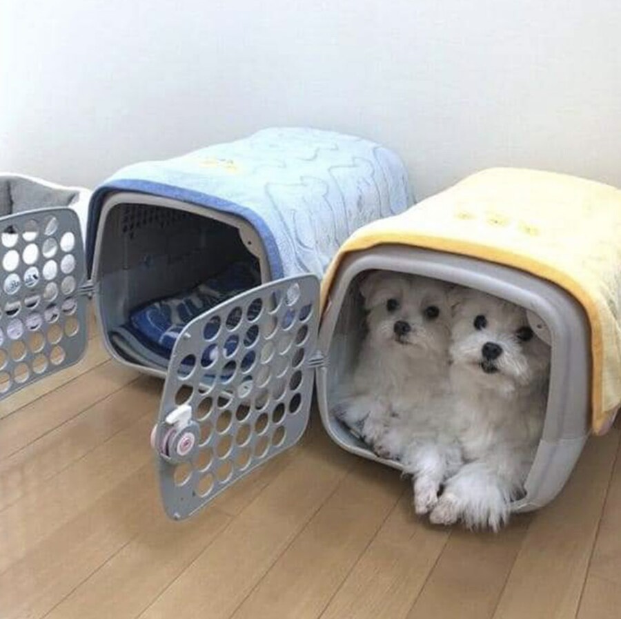 일부러 두개씩 사줬는데_2.jpg
