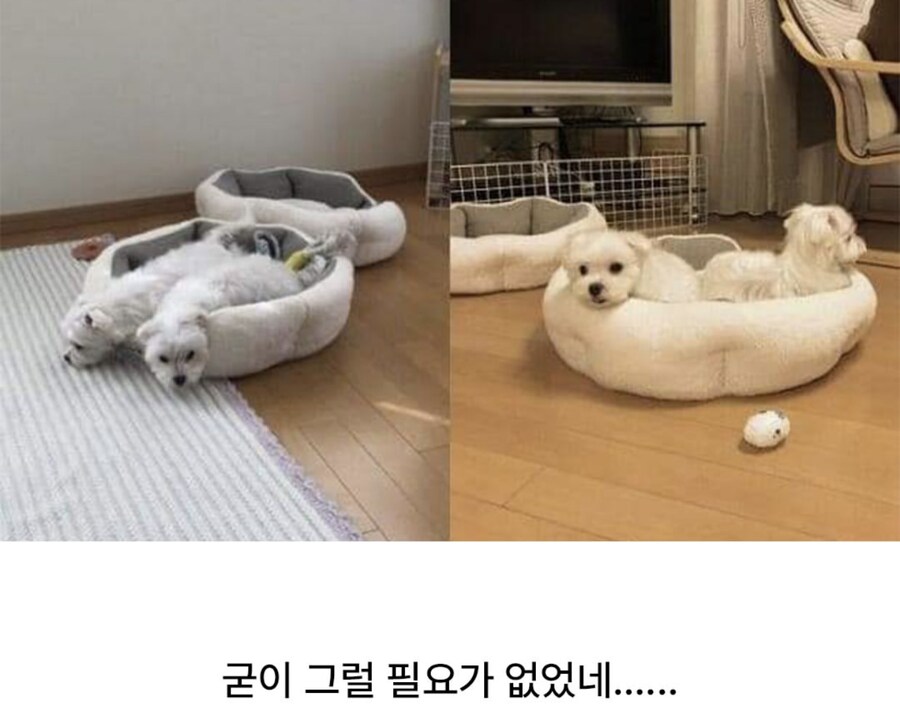 일부러 두개씩 사줬는데_3.jpg