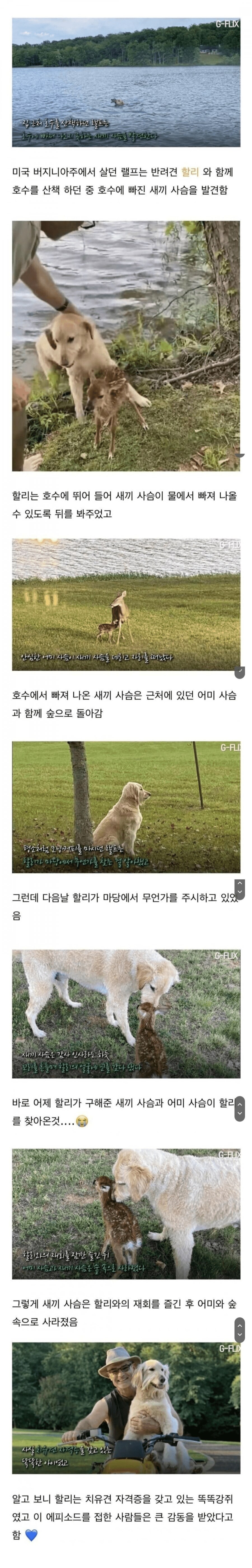 물에 빠진 사슴을 살려준 멍멍이_1.png