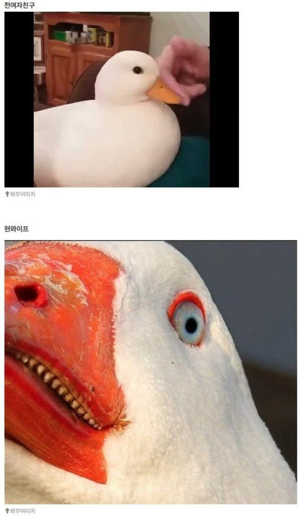 여친 시절과 아내 시절의 차이.JPG_1.webp