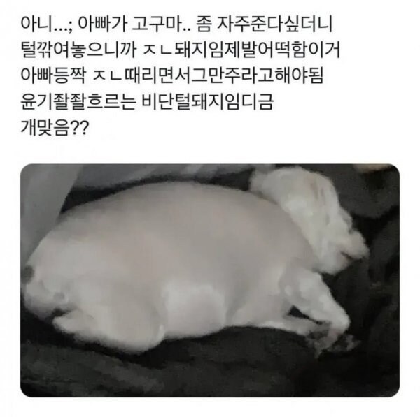 강아지가 먹으면 위험하다는 고구마_1.png