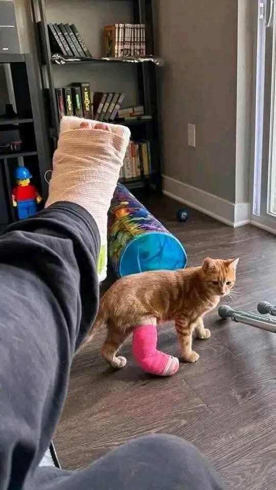 깁스한 고냥이.JPG_1.jpg