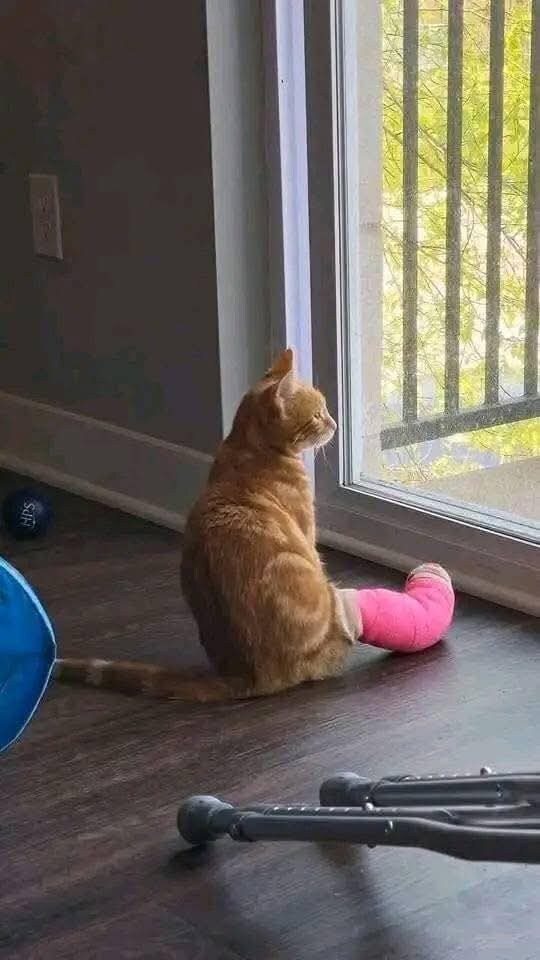 깁스한 고냥이.JPG_2.jpg