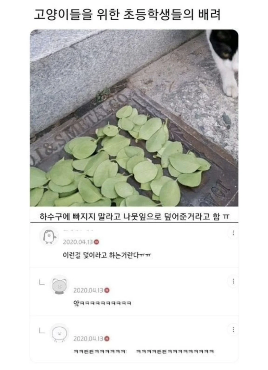 고양이를 위해 하수구를 덮어준 학생들 ㅠㅠ_1.webp