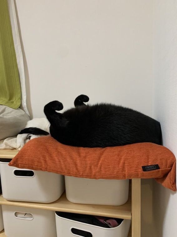 고양이 사진은 재미난게많더라.jpg_1.jpg