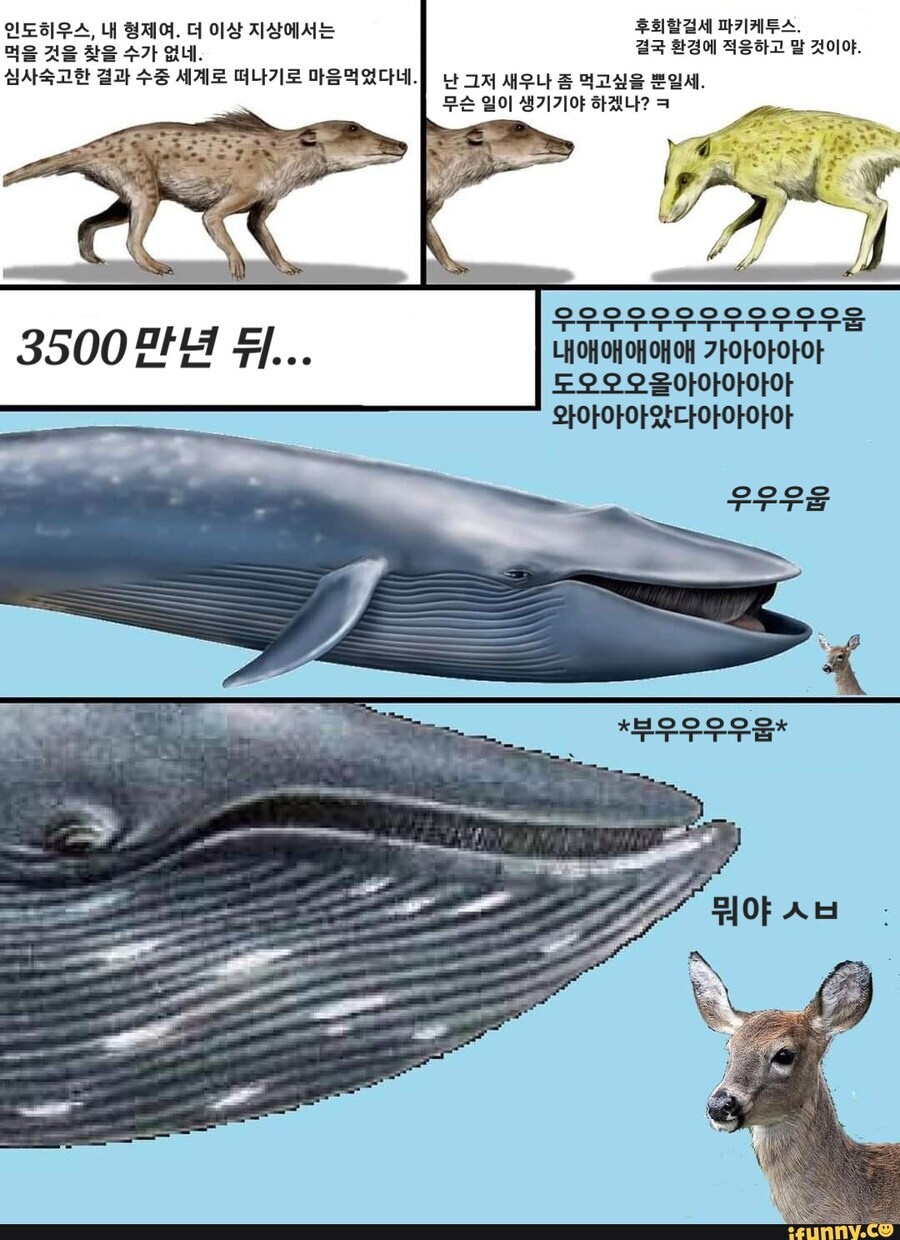 고래 진화 요약_1.jpg