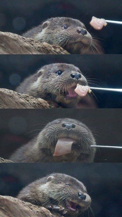 우왕 꿀맛.jpg_1.jpg