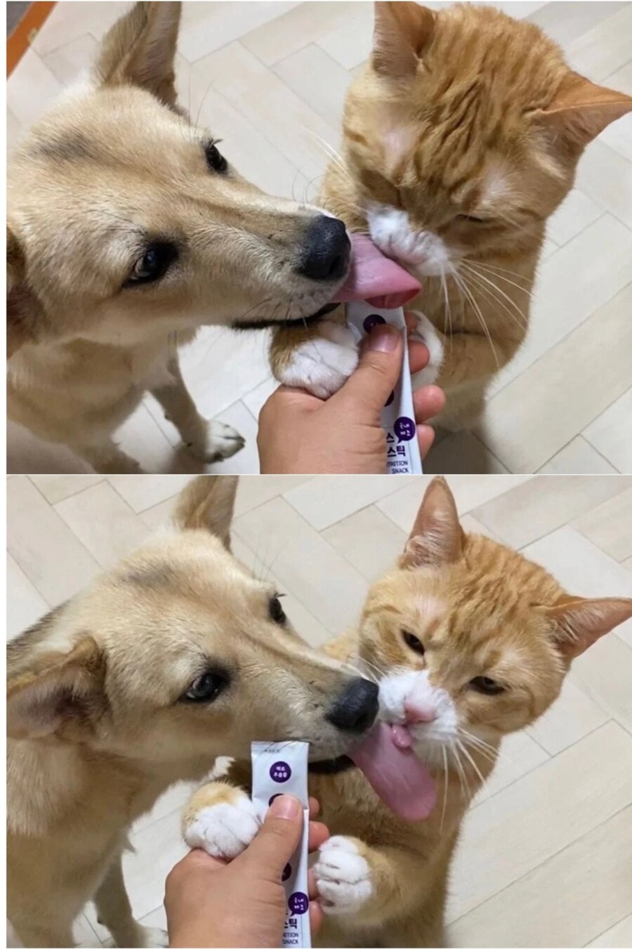 강아지와 고양이 혀 크기 차이.jpg_1.png