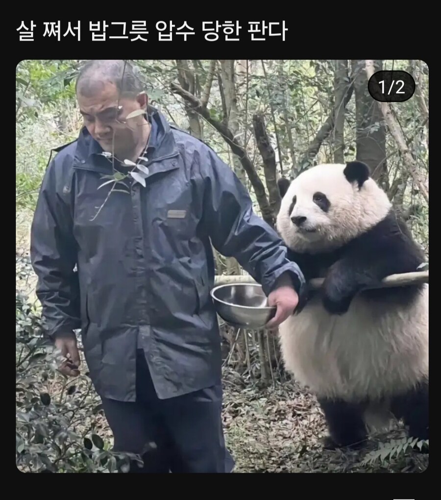 살쪄서 밥그릇 뺏긴 판다_1.jpg