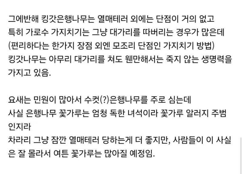 은행나무가 가로수로 가장 좋은 이유_6.jpg