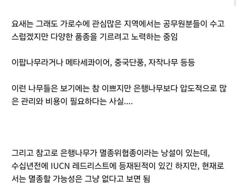은행나무가 가로수로 가장 좋은 이유_7.jpg