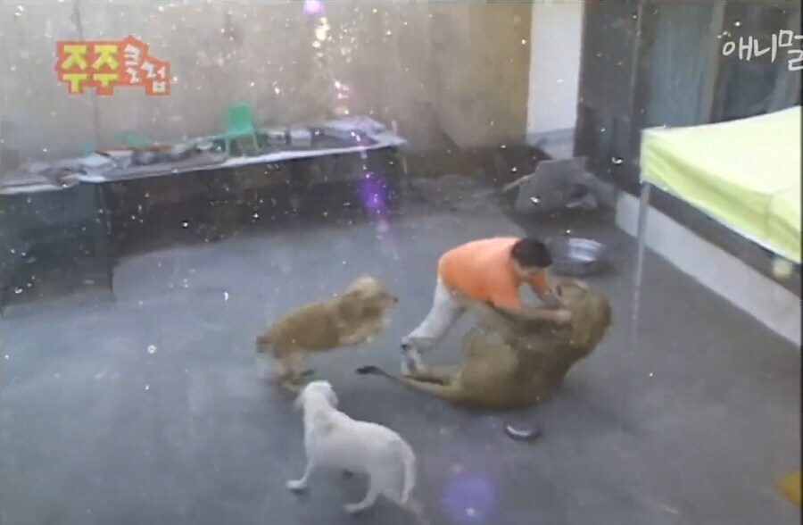 싱글벙글 낭만넘치던 시대 애완냥이_1.jpg