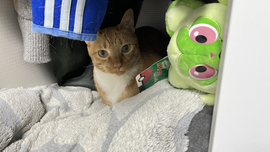 우리집 고양이 특_1.jpg