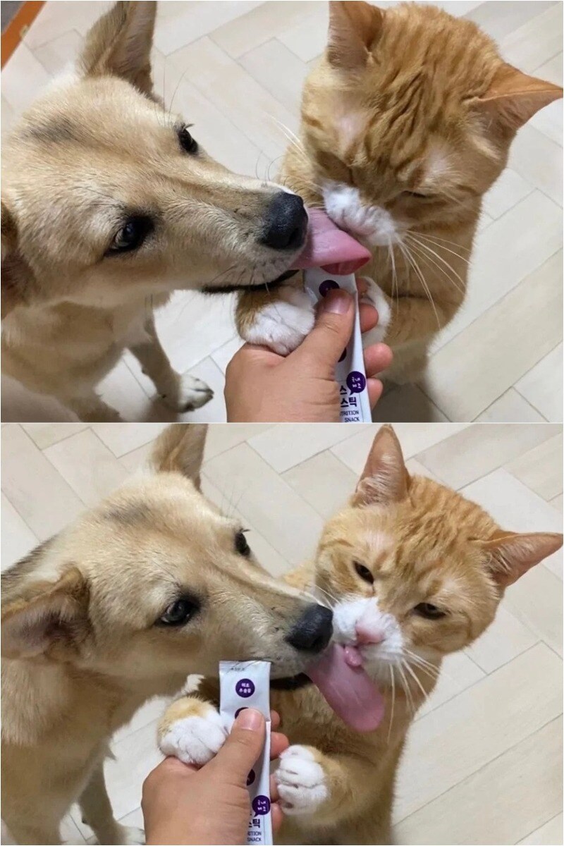 댕댕이 냥냥이 프렌치 키스_1.jpg