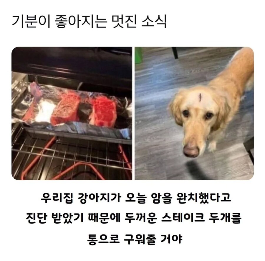 암 나은 보람이 있는 멍멍이_1.jpg