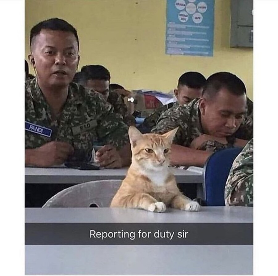 고냥이로 전생한 남자_1.jpg