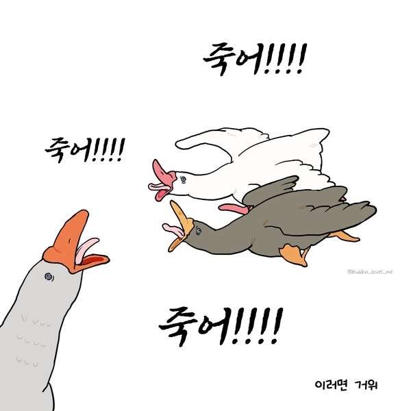 오리와 거위의 차이_2.jpg