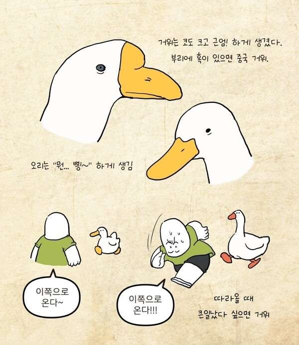 오리와 거위의 차이_4.jpg