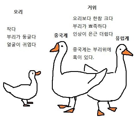 오리와 거위의 차이_5.jpg