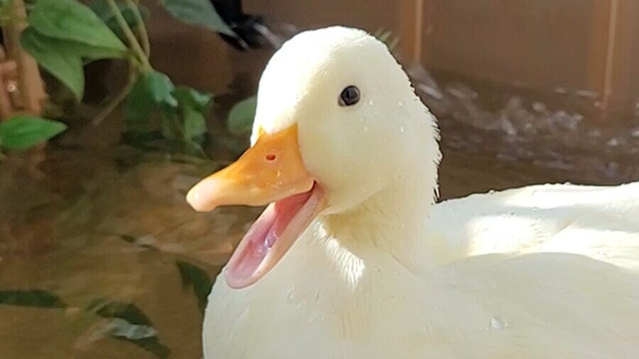 오리와 거위의 차이_7.jpg