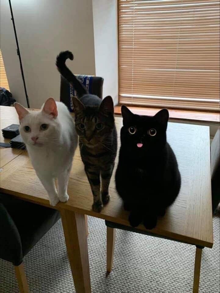 혼자만 화풍이 다른 고양이.jpg_1.jpg