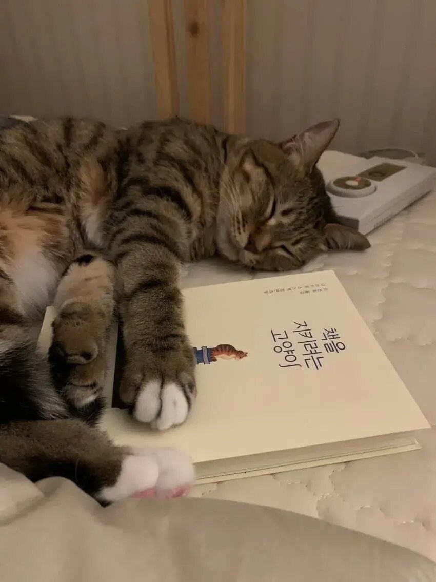 책을 감명깊게 읽은 고양이_1.jpg