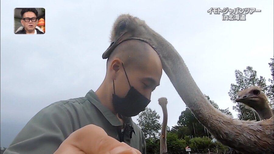 타조: 혹시 이것도 부화하나...?_1.jpg