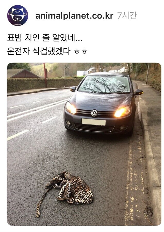 표범 로드킬.jpg_1.jpg