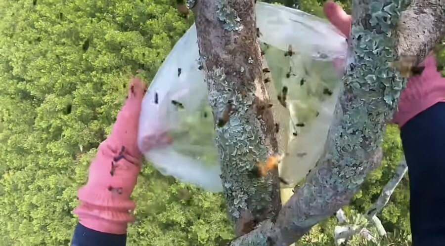 자연산 벌꿀이 비쌀수밖에 없는이유_6.jpg