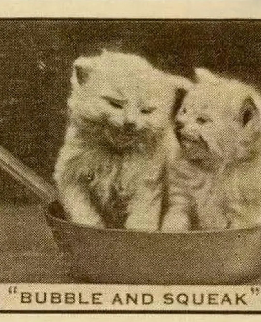 100년전 고양이 사진들.jpg_5.webp