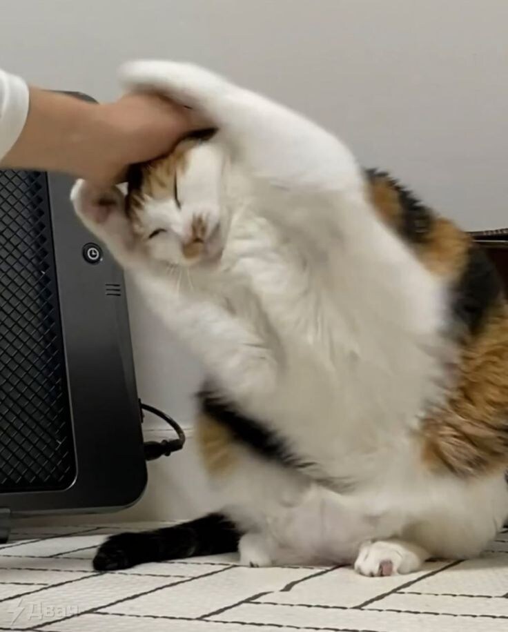 격렬한 고양이.jpg_2.jpg
