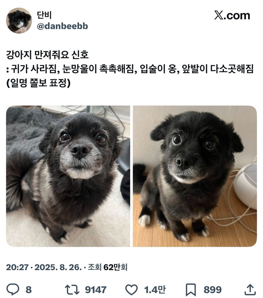강아지의 만져줘요 신호_1.jpg