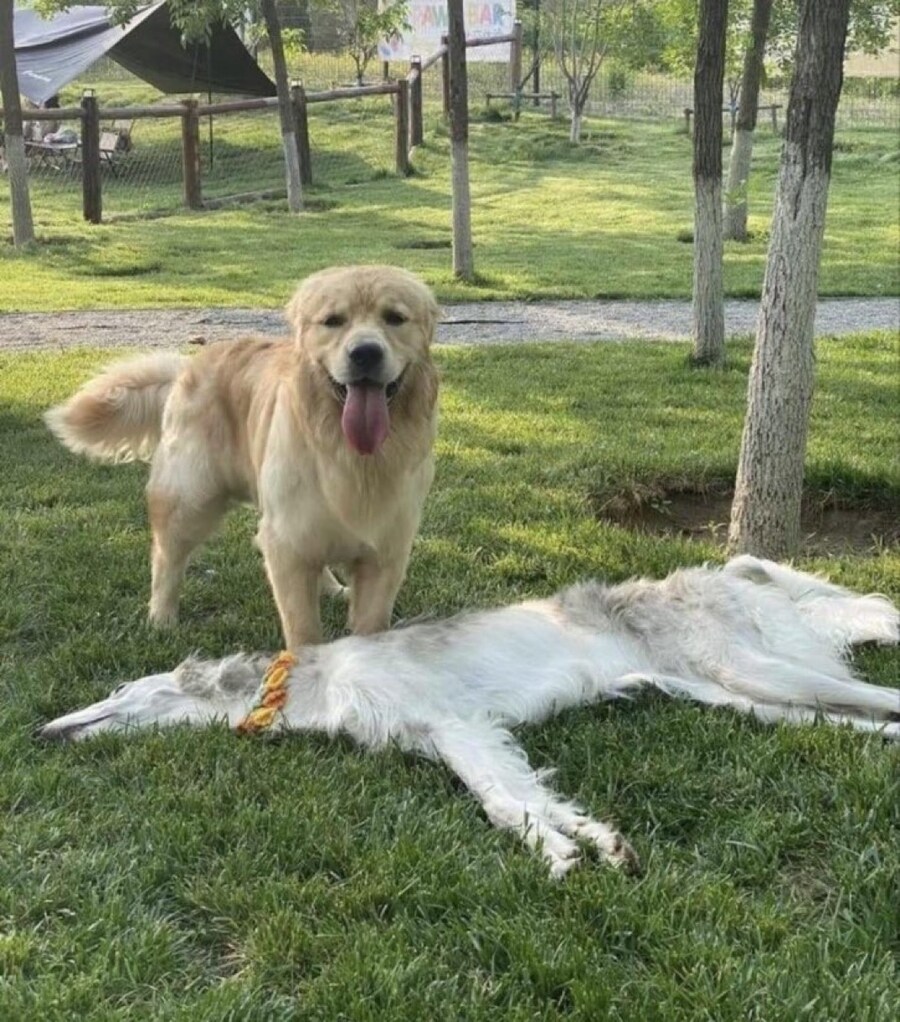 더운 멍멍이_1.jpg