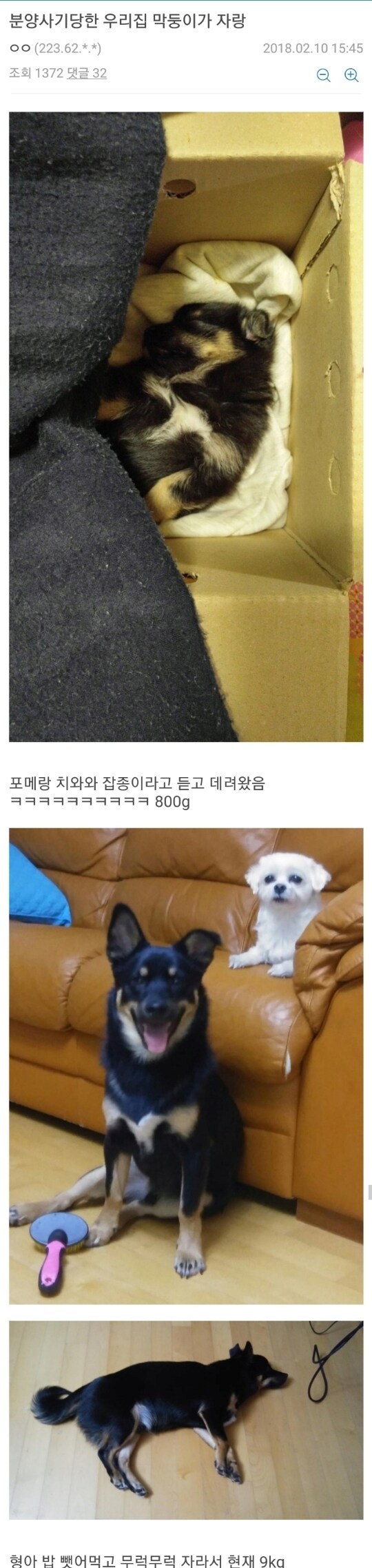 강아지 분양 사기 당한 사람_1.png