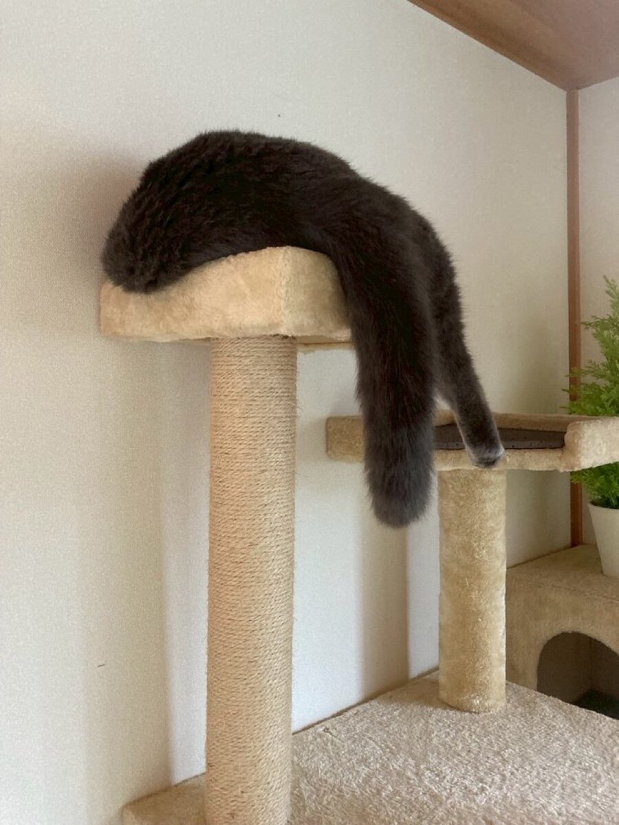 고양이_2.jpg