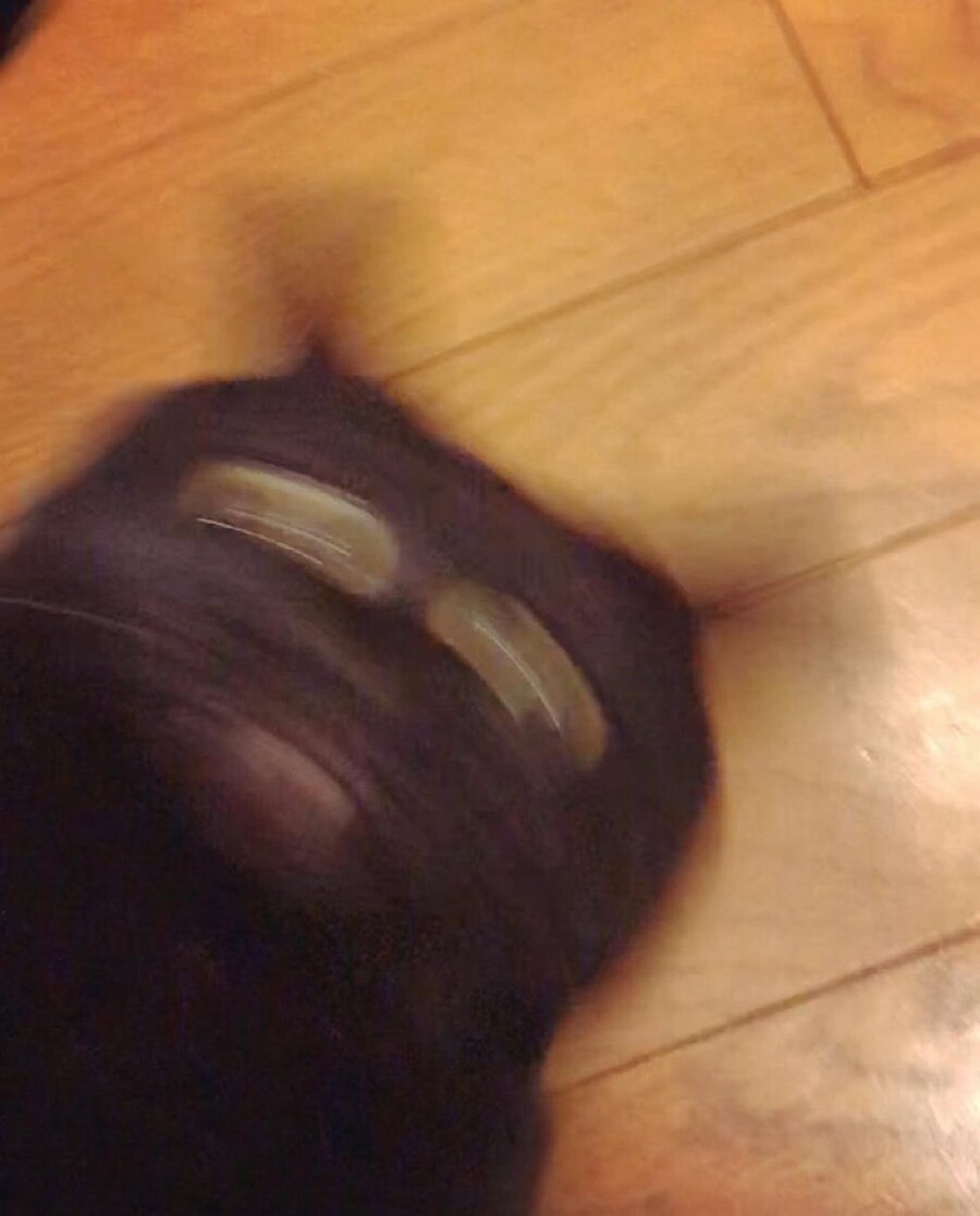 고양이_6.jpg