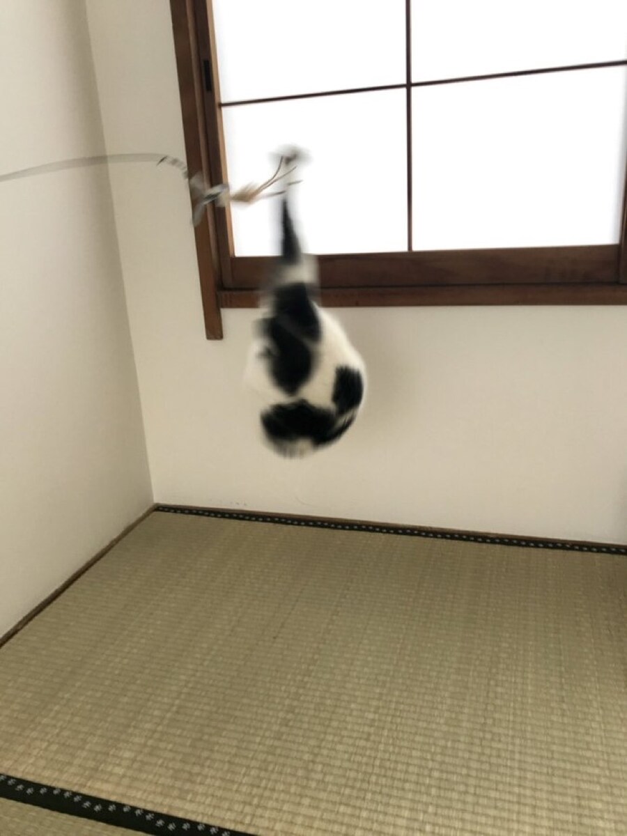 고양이_7.jpg