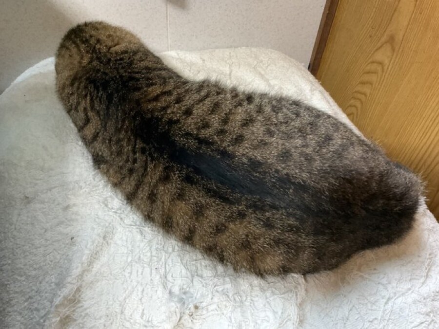 고양이_8.jpg