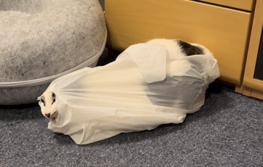 고양이_10.jpg