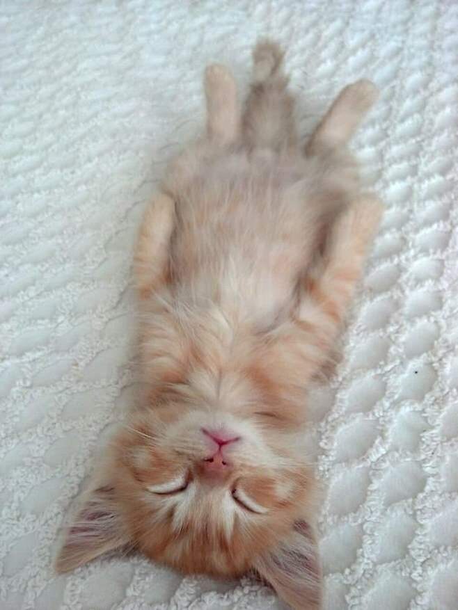 귀염뽀짝 귀여운 냥이_2.jpg