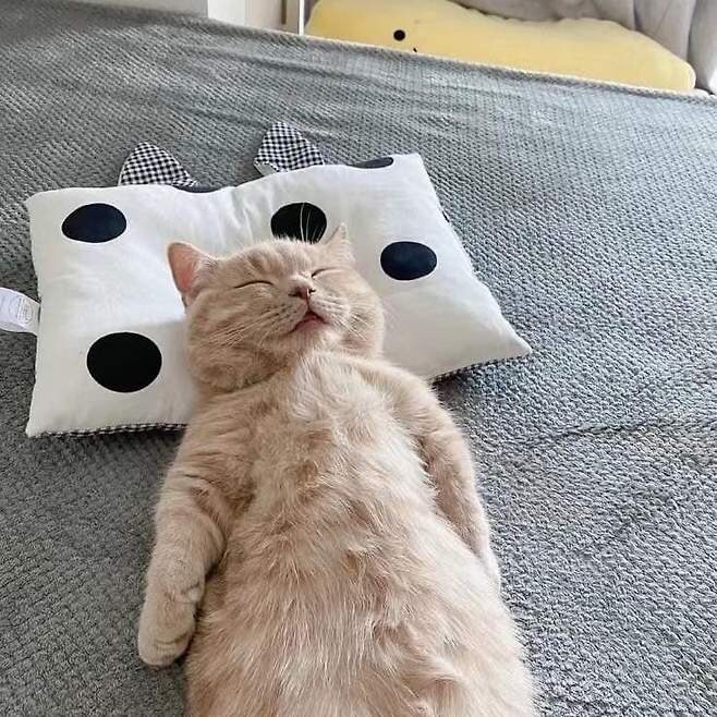 귀염뽀짝 귀여운 냥이_3.jpg