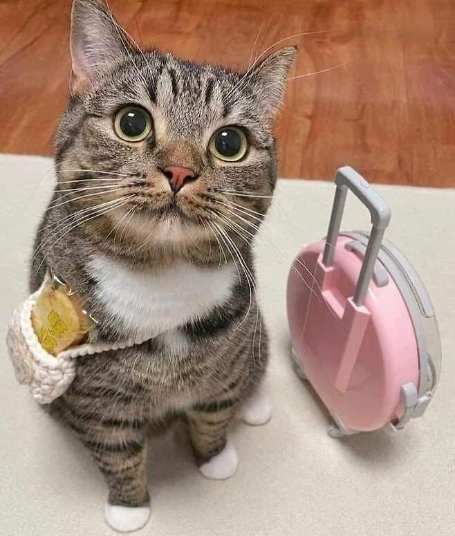 귀염뽀짝 귀여운 냥이_4.jpg