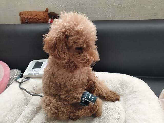 좀처럼 보기 힘든 강아지 혈압 재는 짤.jpg_2.jpg