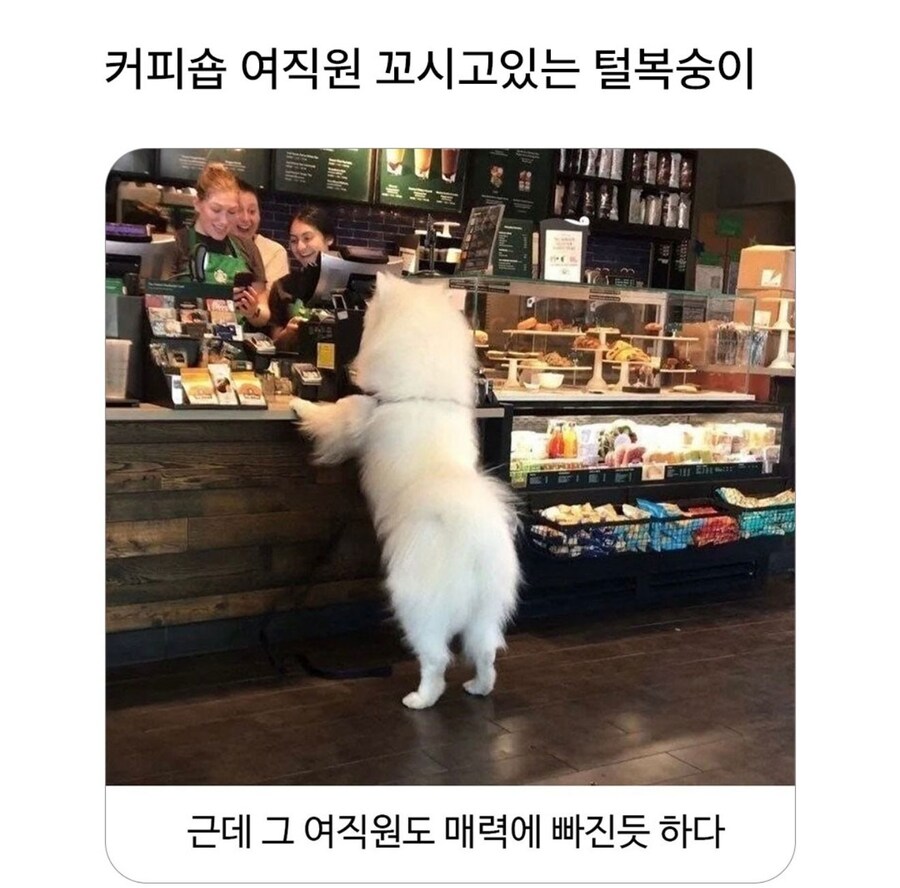 커피숍 여직원을 꼬시는 털복숭이_1.jpg