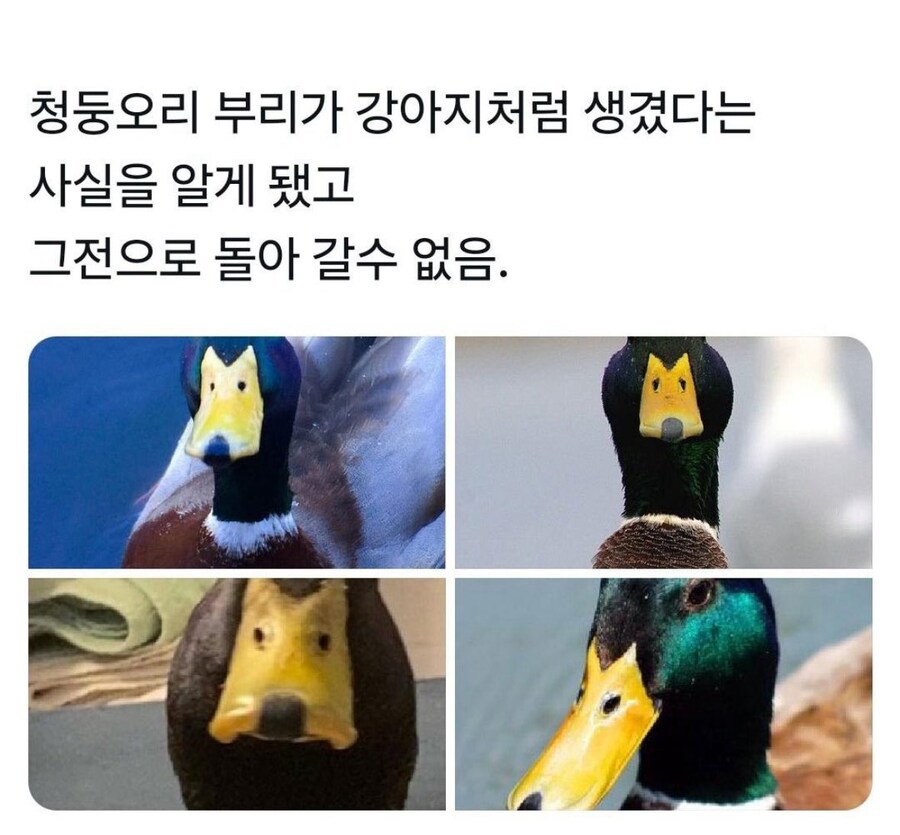청둥오리의 진실_1.jpg