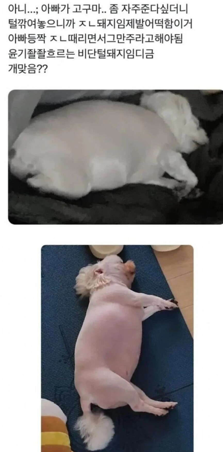 강아지가 너무 살쪄서 털이라도 깎아 본 견주_1.png